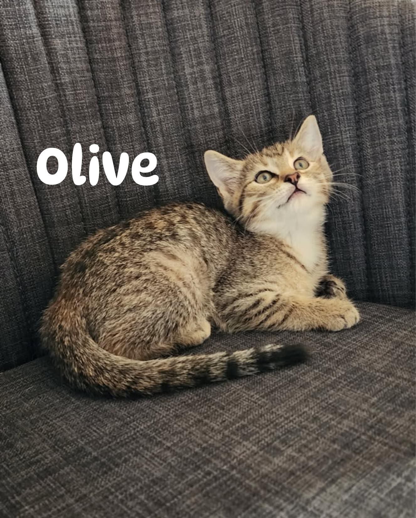 Olive Olive